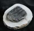 Large Inch Metacanthina (Asteropyge) Trilobite #1537-1